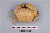 藏品(喇叭蟹)的圖片